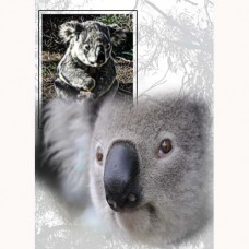 ZOO GREETING CARD Koala